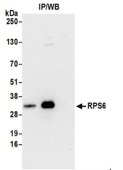 Rabbit RPS6 Antibody