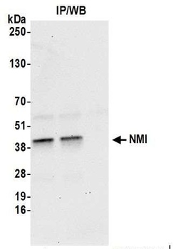 Rabbit anti-NMI Antibody