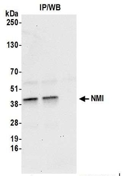 NMI Antibody