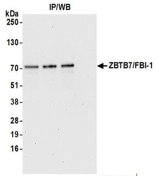 ZBTB7/FBI-1 Antibody