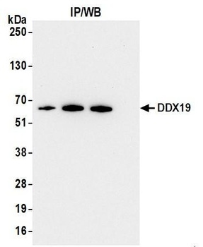 Rabbit anti-DDX19 Antibody