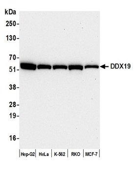 Rabbit anti-DDX19 Antibody