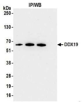 DDX19 Antibody