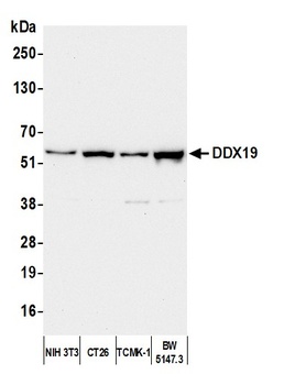 Rabbit anti-DDX19 Antibody