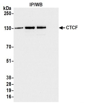 Rabbit anti-CTCF Antibody