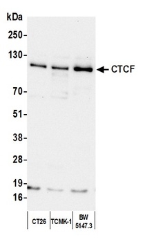 Rabbit anti-CTCF Antibody