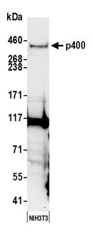 Rabbit anti-p400 Antibody