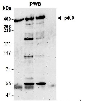 Rabbit anti-p400 Antibody