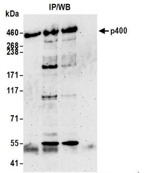 p400 Antibody