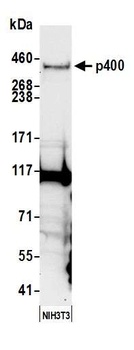 p400 Antibody