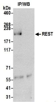 Rabbit anti-REST Antibody