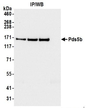 Pds5B Antibody