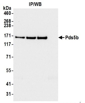 Rabbit anti-Pds5B Antibody
