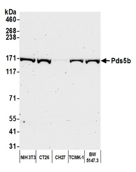 Rabbit anti-Pds5B Antibody