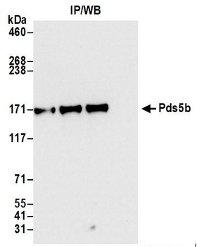 Rabbit anti-Pds5B Antibody