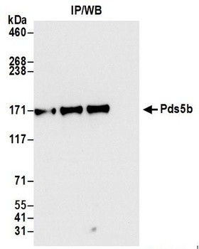 Pds5B Antibody