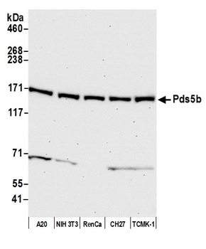 Pds5B Antibody