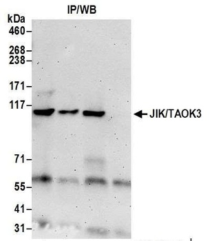 Rabbit anti-JIK/TAOK3 Antibody
