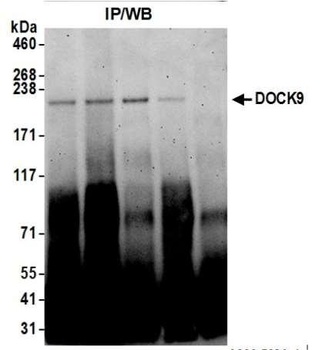 Rabbit anti-DOCK9 Antibody
