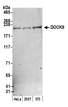 Rabbit anti-DOCK9 Antibody
