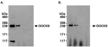 Rabbit anti-DOCK9 Antibody