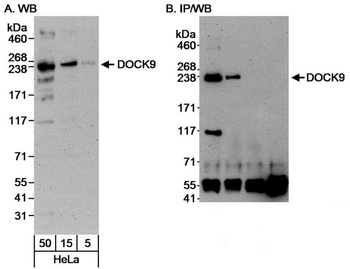 Rabbit anti-DOCK9 Antibody