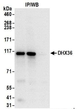 Rabbit anti-DHX36 Antibody