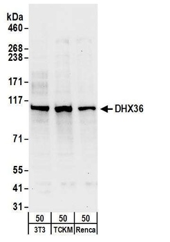 Rabbit anti-DHX36 Antibody