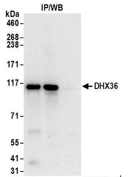 DHX36 Antibody