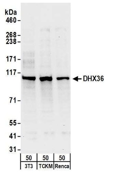 DHX36 Antibody