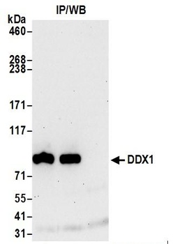 Rabbit anti-DDX1 Antibody