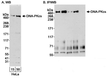 DNA-PKcs Antibody