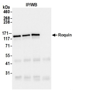 Rabbit anti-Roquin Antibody