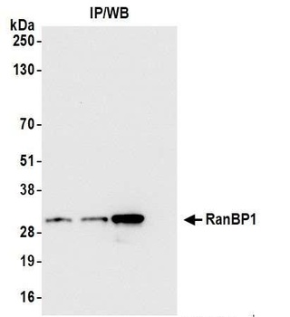 RanBP1 Antibody