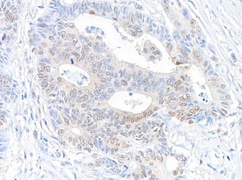 Rabbit anti-RanBP1 Antibody