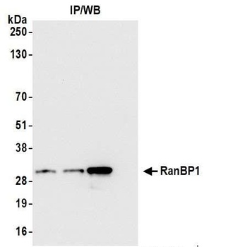 Rabbit anti-RanBP1 Antibody