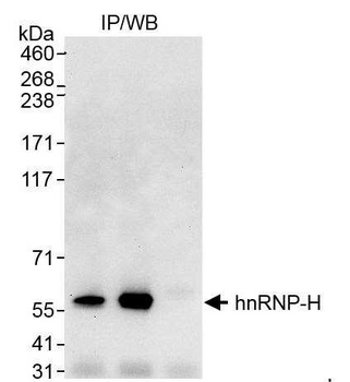 Rabbit anti-hnRNP-H Antibody