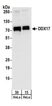 DDX17 Antibody