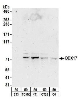 DDX17 Antibody