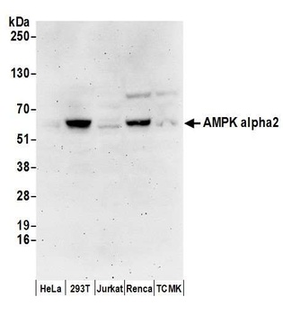 Rabbit anti-AMPK alpha 2 Antibody