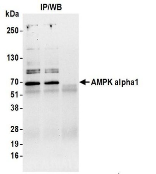 AMPK alpha 1 Antibody
