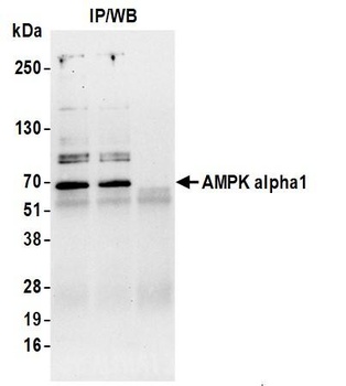 Rabbit anti-AMPK alpha 1 Antibody