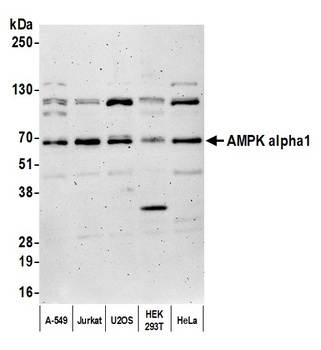 Rabbit anti-AMPK alpha 1 Antibody
