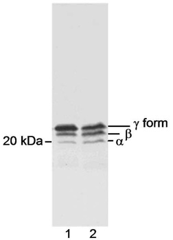 Rabbit 4EBP1 Antibody