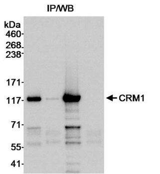 Rabbit CRM1 Antibody
