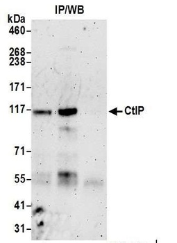 Rabbit anti-CtIP Antibody