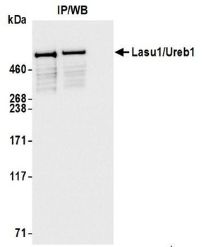 Lasu1/Ureb1 Antibody