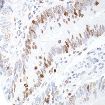 Rabbit anti-RCH1/KPNA2 Antibody