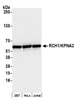 Rabbit anti-RCH1/KPNA2 Antibody
