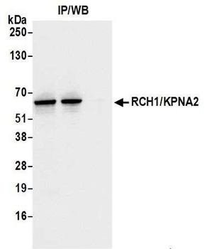 Rabbit anti-RCH1/KPNA2 Antibody